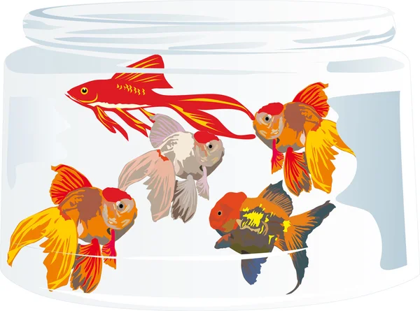黄金鱼在水族馆图 — 图库矢量图片