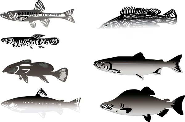 Sete peixes cinzentos isolados em branco —  Vetores de Stock