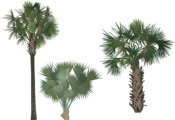 Set van drie palmbomen — Stockvector