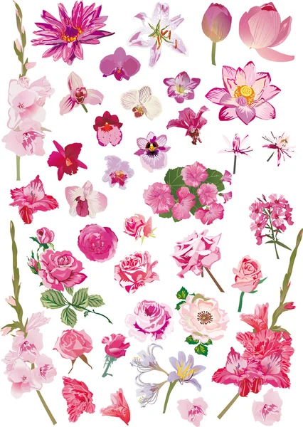 Pembe çiçekli büyük koleksiyonu — Stok Vektör