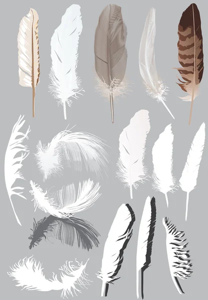 Fifteen feathers isolated on grey — Stock Vector
