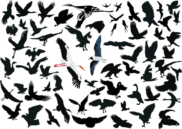 Ensemble de différents oiseaux volants — Image vectorielle