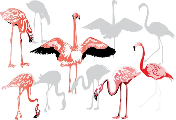 Pink flamingo collection on white — Stock Vector