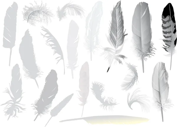 Set of nineteen grey feathers — Stock Vector