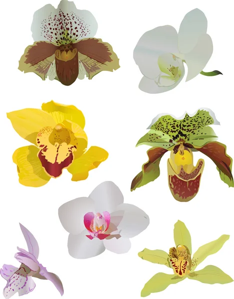 Set van orchideeën geïsoleerd op wit — Stockvector