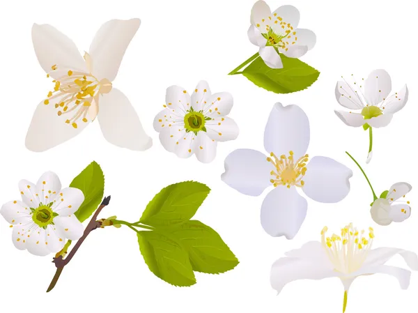 Колекція квітів жасмину та вишні — стоковий вектор