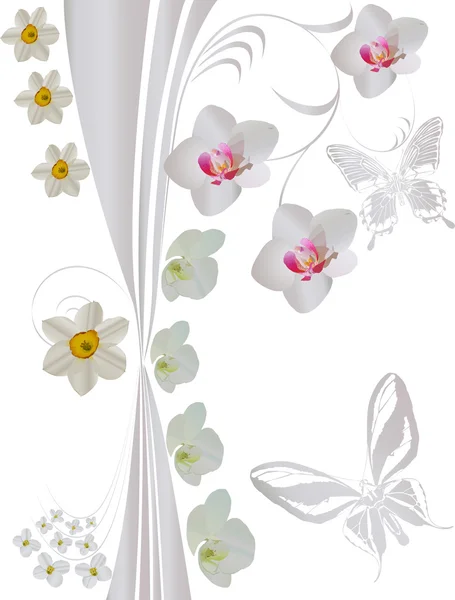 Light butterflies, narcissus and orchids — Stock Vector
