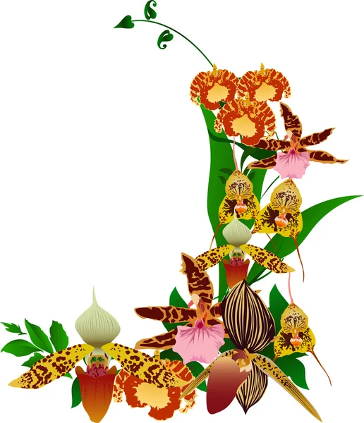 Světlé kytice orchidejí na bílém pozadí — Stockový vektor