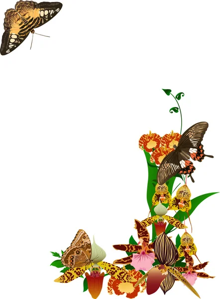 Orchid bloemboeket en grote vlinders — Stockvector
