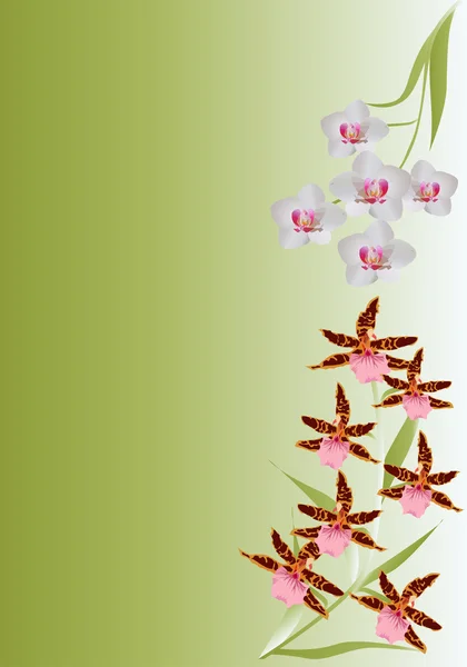 Kahverengi ve beyaz orkide şubeleri — Stok Vektör