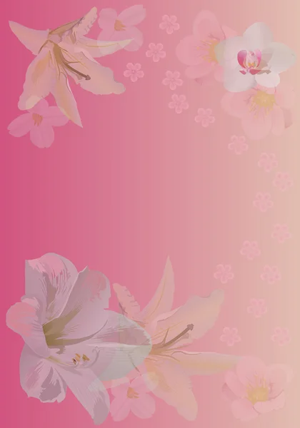 Fundo rosa com lírio e flores de orquídea —  Vetores de Stock