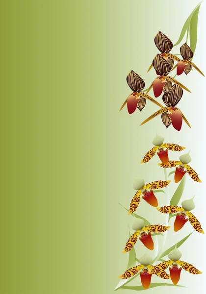 Ramos de orquídea marrom em verde —  Vetores de Stock