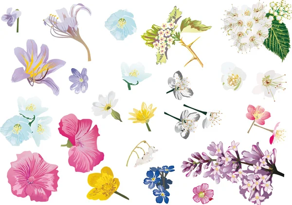 Συλλογή λουλούδια άνοιξη που απομονώνονται σε λευκό — Διανυσματικό Αρχείο