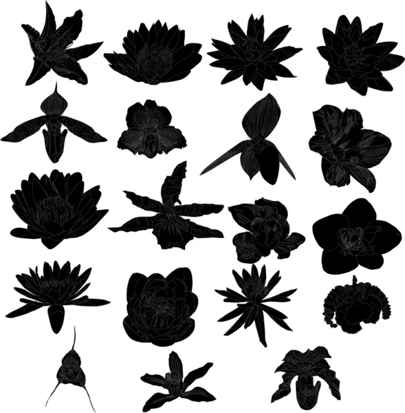 ユリ、蘭の花のシルエット コレクション — ストックベクタ