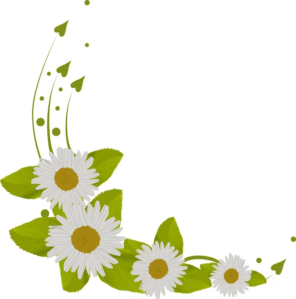Camomila branca flores ondulação ilustração — Vetor de Stock