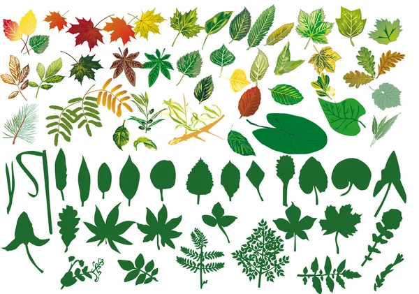 Large collection of foliage — Stock Vector