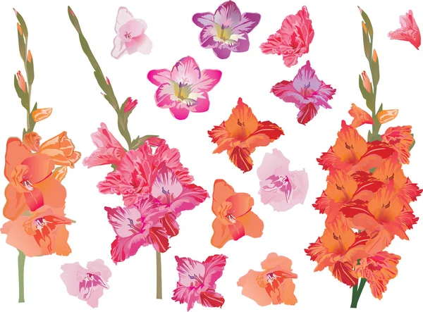 Set of bright gladiolus flowers — Stock Vector