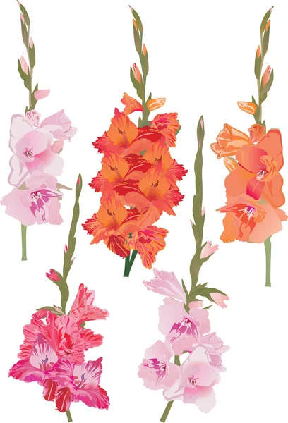 Fem gladiolus grenar set — 图库矢量图片
