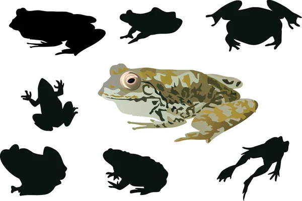Colección de ranas aisladas en blanco — Vector de stock