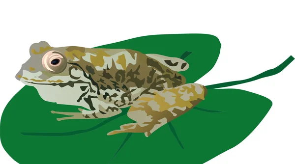Зеленая лягушка на листе — стоковый вектор