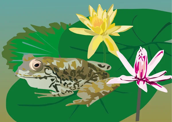 Frog op blad in de buurt van bloemen — Stockvector