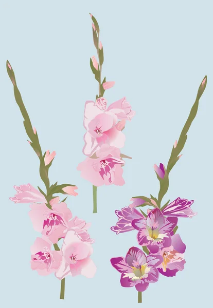 Pink and purple gladiolus flowers illustration — Stock Vector