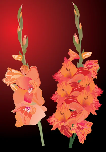 Flores de gladiolo naranja sobre fondo oscuro — Vector de stock