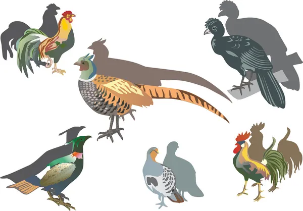 Pheasant and other birds — Stock Vector