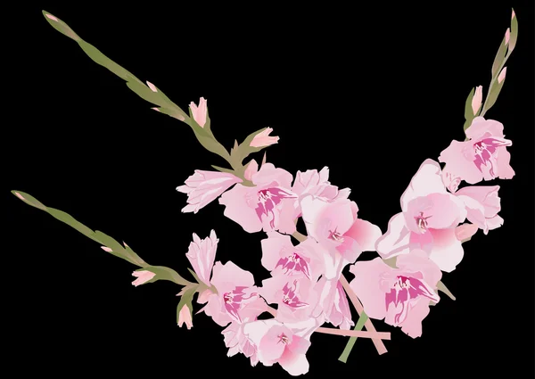Gladiolus rose coule sur noir — Image vectorielle
