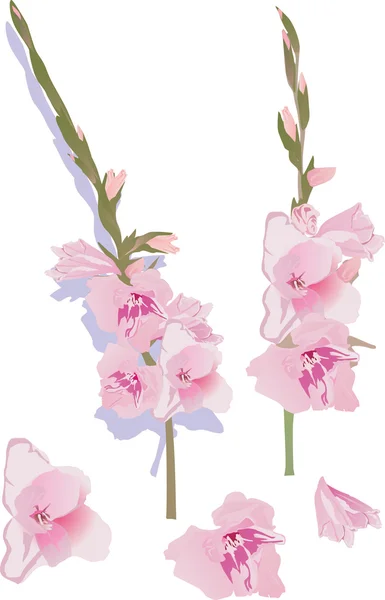 Pink gladiolus flowers illustration — Stock Vector