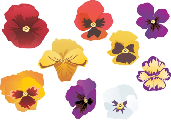 Garden violet flowers collection — Stock Vector