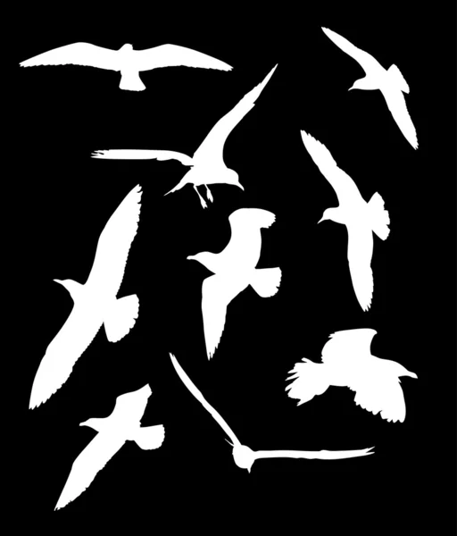 Coleção de silhueta de gaivota branca — Vetor de Stock