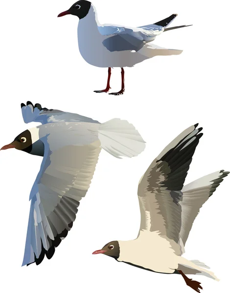 三个海鸥白色上孤立 — 图库矢量图片