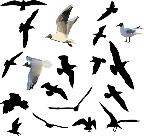 十九个海鸥集合 — 图库矢量图片