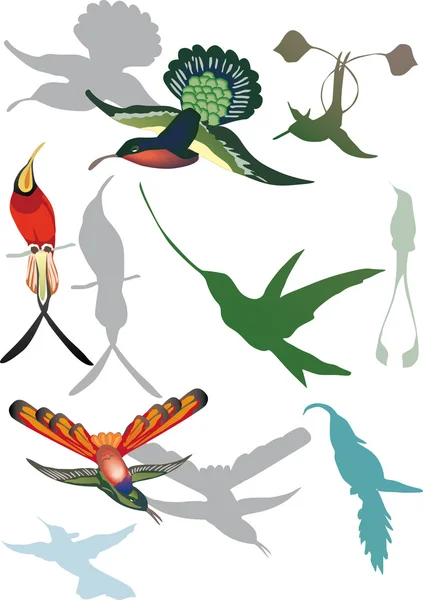 Collezione colibrì su bianco — Vettoriale Stock
