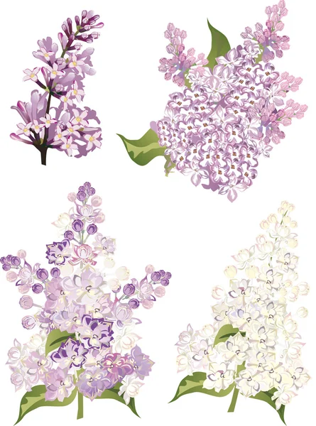 Cuatro ramas de flores lila — Vector de stock
