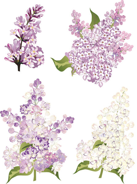 four lilac flower branches