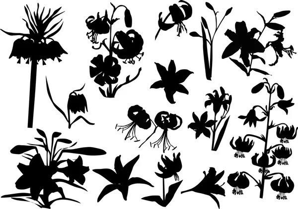 Uppsättning av lily silhuetter — Stock vektor