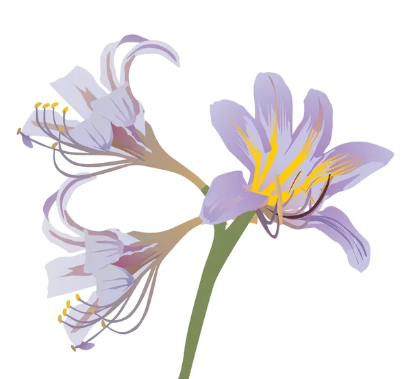 Ilustração de lírio lilás claro — Vetor de Stock