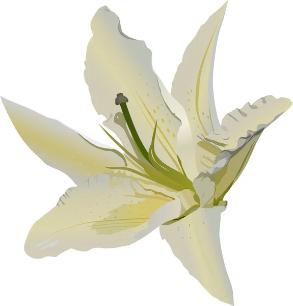 Light lily flower isolated on white — Stock Vector