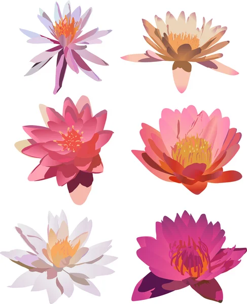 Six lily flowers isolated on white — Stock Vector