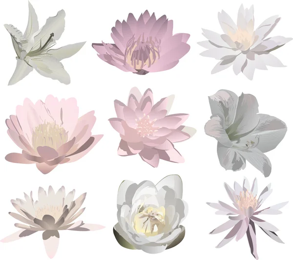 Negen licht geïsoleerd lily bloemen — Stockvector