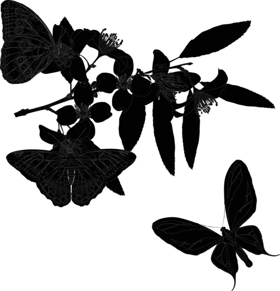 Ramo di gelsomino nero con grandi farfalle — Vettoriale Stock