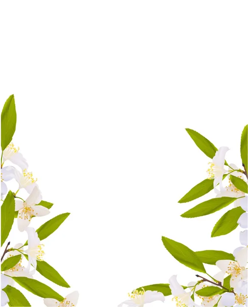 白色茉莉花装饰 — 图库矢量图片
