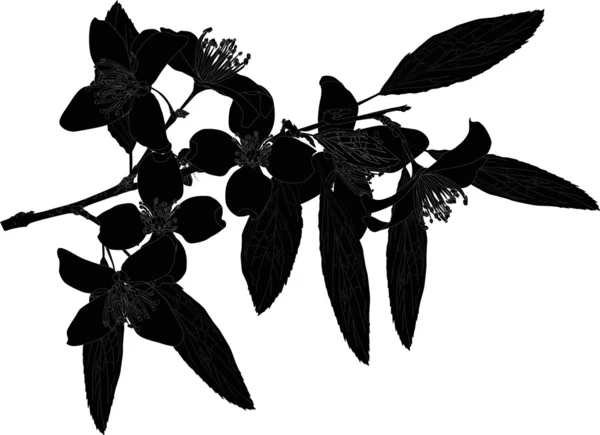 Jasmine flowers silhouette — Stock Vector