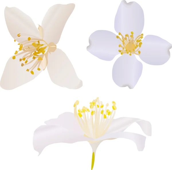 Three white jasmine flowers illustration — Stock Vector