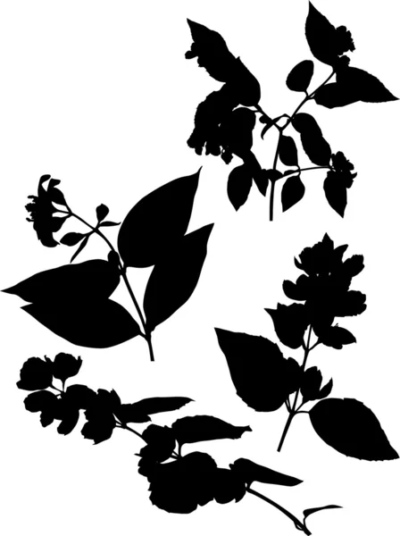 Set di rami di fiori di gelsomino — Vettoriale Stock
