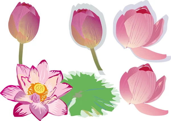 Colección de loto rosa — Vector de stock