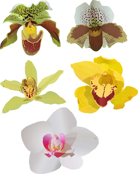 Beş renk orkide beyaz — Stok Vektör