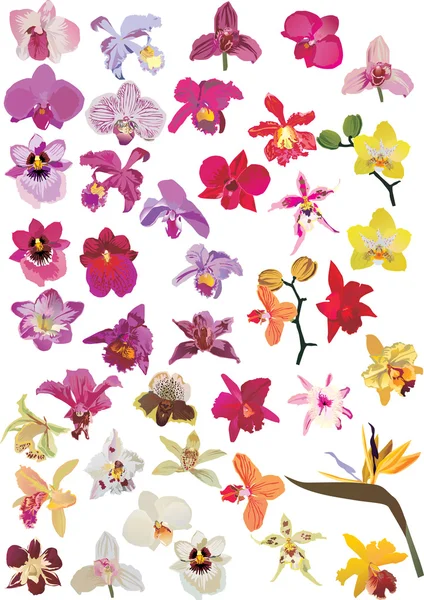 Žlutá a růžová orchidej sada — Stockový vektor